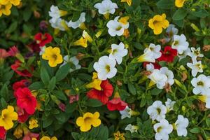 a planter full of red, white, yellow and orange blooms of million bells photo