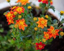 group of Campfire Flame Bidens in a flower pot on the patio photo