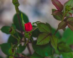 el primero rojo Rosa brote consiguiendo Listo a abierto en el primavera foto