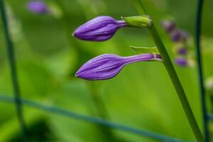 the purple Hostas are getting ready to open photo