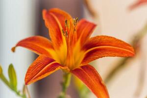an orange day lily blooming in the side lily garden photo