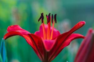 the first bloom to open on this red lily in the front garden photo