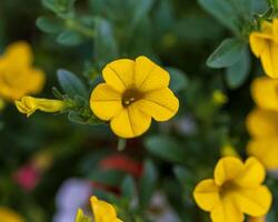 un cerca arriba de un amarillo millón campanas floración en el frente porche foto