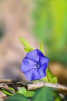 a soft flower blossom in a nature garden photo