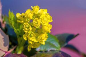 a soft flower blossom in a nature garden photo