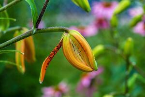 the first Tiger Lily of the season is about to open up photo