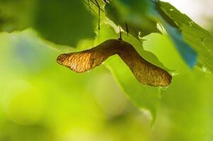 a fresh branch with green leaves in the forest photo