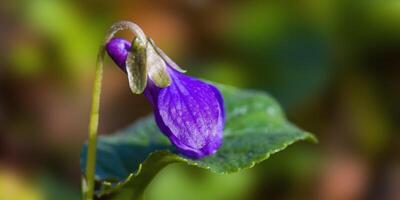 a soft flower blossom in a nature garden photo