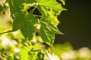 un Fresco rama con verde hojas en el bosque foto