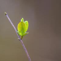 a fresh branch with green leaves in the forest photo