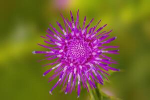 a soft flower blossom in a nature garden photo