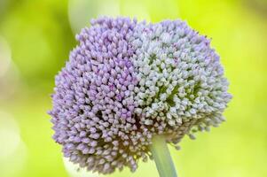 a soft flower blossom in a nature garden photo