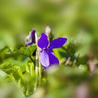 un suave flor florecer en un naturaleza jardín foto