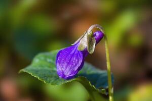 a soft flower blossom in a nature garden photo