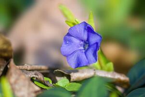 a soft flower blossom in a nature garden photo