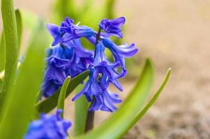 a soft flower blossom in a nature garden photo