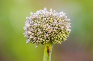 a soft flower blossom in a nature garden photo