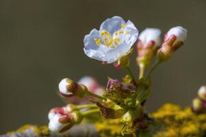 a soft flower blossom in a nature garden photo