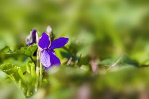 a soft flower blossom in a nature garden photo