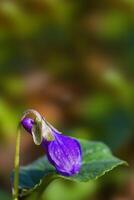 a soft flower blossom in a nature garden photo