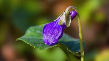 a soft flower blossom in a nature garden photo