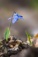 a soft flower blossom in a nature garden photo