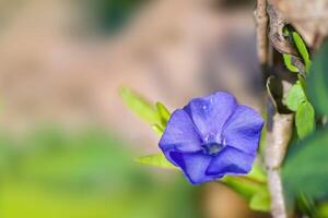 un suave flor florecer en un naturaleza jardín foto