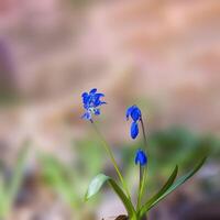 a soft flower blossom in a nature garden photo