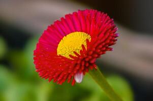 a soft flower blossom in a nature garden photo