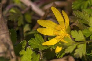 a soft flower blossom in a nature garden photo