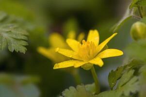 a soft flower blossom in a nature garden photo