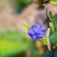 a soft flower blossom in a nature garden photo