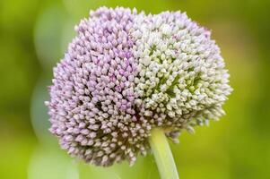 a soft flower blossom in a nature garden photo