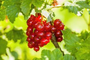 a red berry ribs on currant bush in the garden season photo