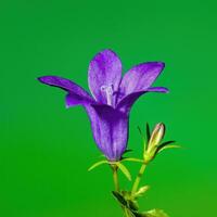 a soft flower blossom in a nature garden photo