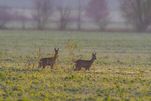 two beautiful deer doe standing on a meadow in autumn photo