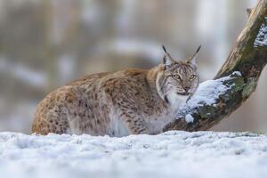 1 hermoso lince en Nevado invierno bosque foto