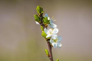 un rama con blanco Cereza florecer brotes foto