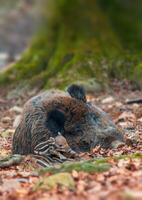 wild boar family in a deciduous forest in spring photo