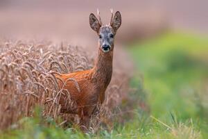 one young roebuck looking out of a wheat field in summer photo