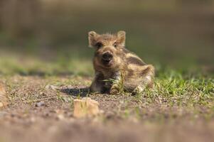 one a young wildboar piglet relaxes on a meadow photo