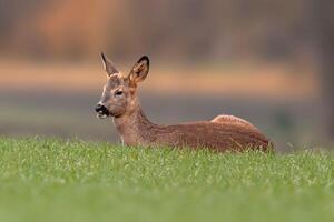 one young roebuck sits on a green field in spring photo
