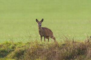 one beautiful deer doe standing on a meadow in autumn photo