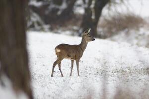 uno adulto hueva ciervo gama soportes en un congelado campo en invierno foto