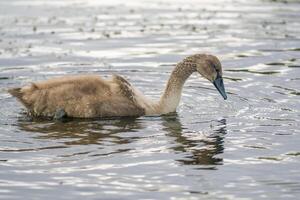 a Young swan swims elegantly on a pond photo