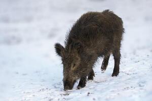 a wild boar in a deciduous forest in autumn photo