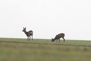 group of roe deer in a field in autumn photo