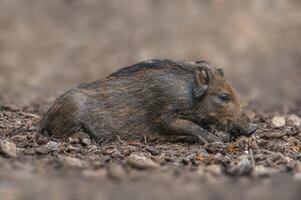 a wild boar in a deciduous forest in autumn photo