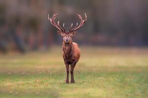 one handsome red deer buck stands in a meadow photo