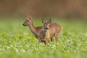 one beautiful doe doe standing on a green field in spring photo